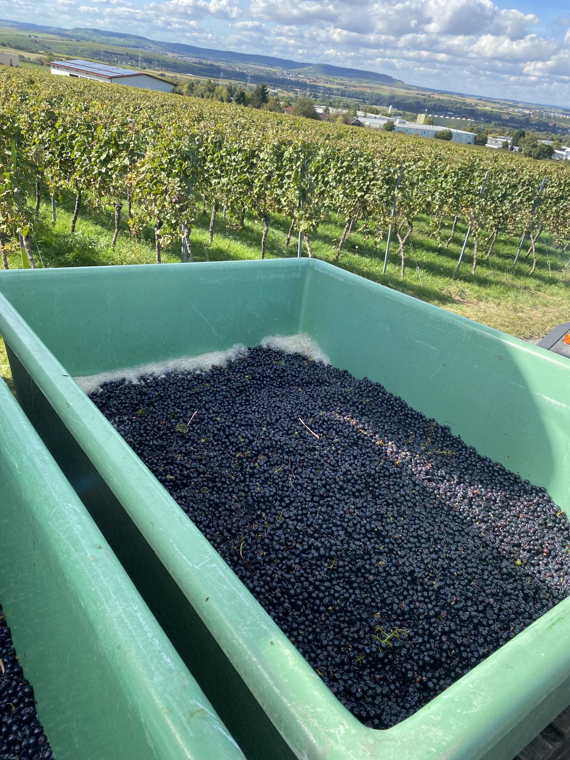 Lesegut ohne Entrapper