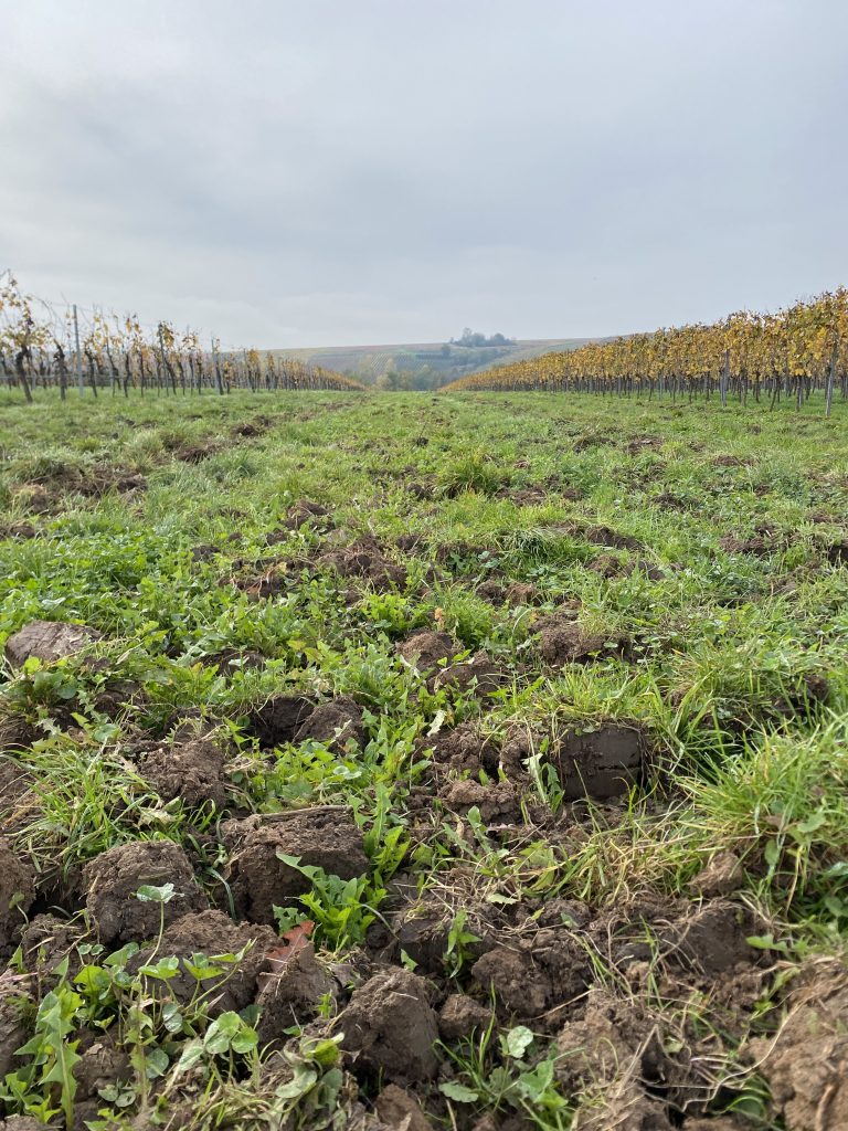 Spatenmaschine Weinbau